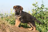 BERGER ALLEMAND 554